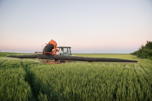 The Cause of Gluten Intolerance: The Plot Thickens